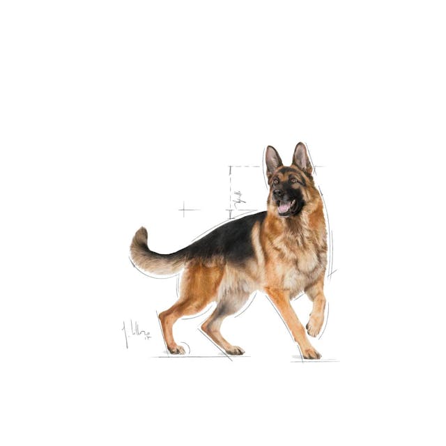 2x11kg Royal Canin Pastore Tedesco (German Shepherd) Adult 2x11kg Royal Canin Pastore Tedesco (German Shepherd) Adult